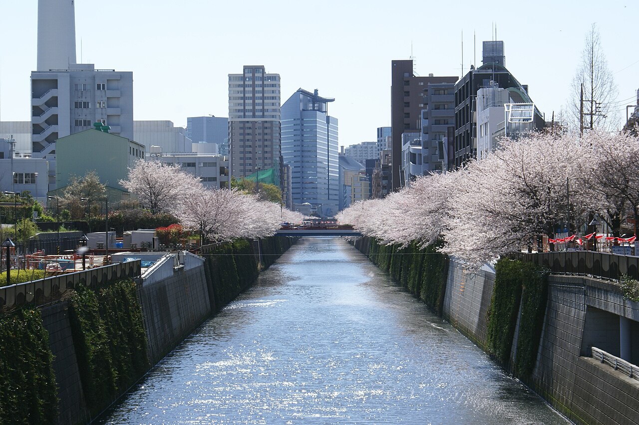 両岸の桜が川面へ伸びる中目黒の目黒川
