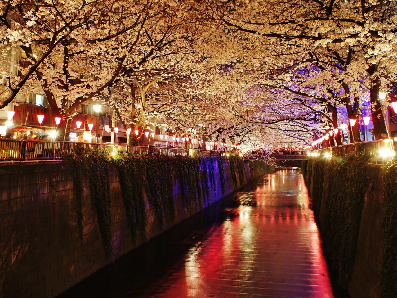 夜の目黒川を照らす桜と灯り