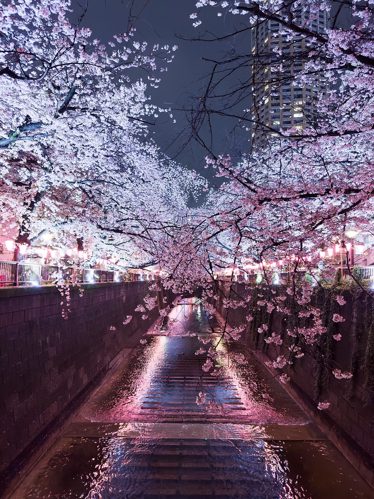 ぼんぼりの明かりが川面に映る目黒川の夜桜