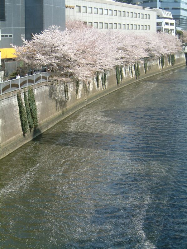 桜の花びらが流れる目黒川の水面