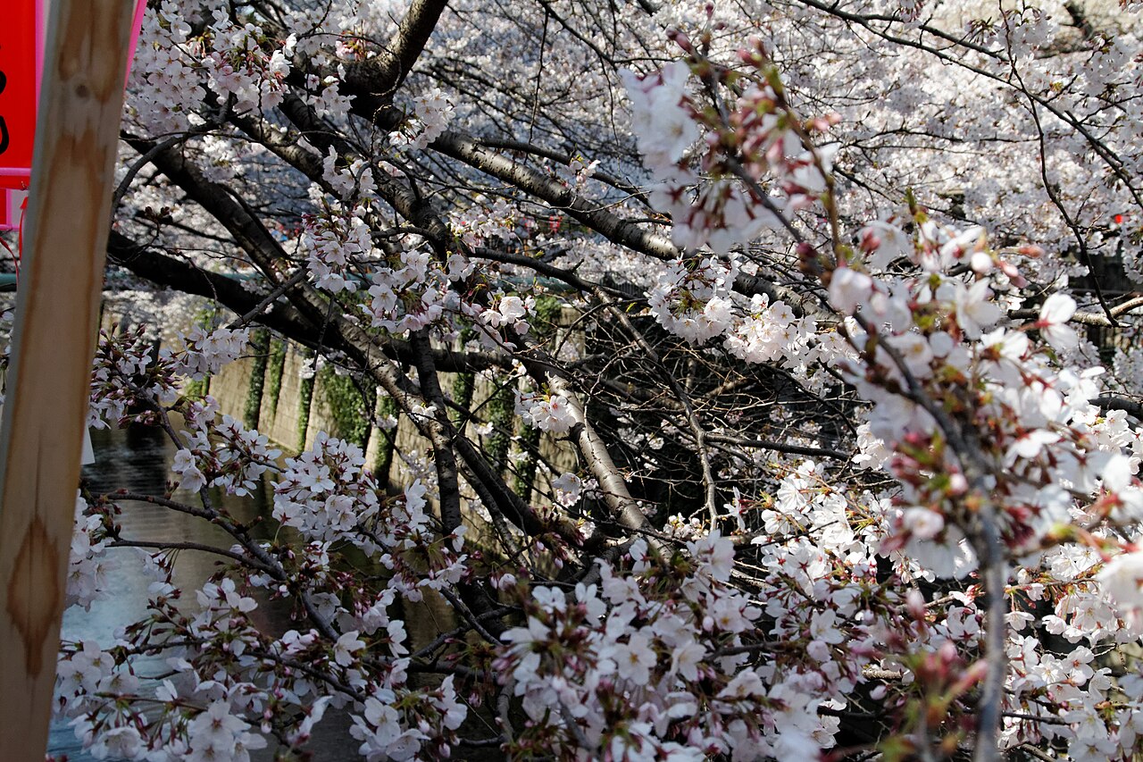 川面へ枝を伸ばす目黒川沿いの桜