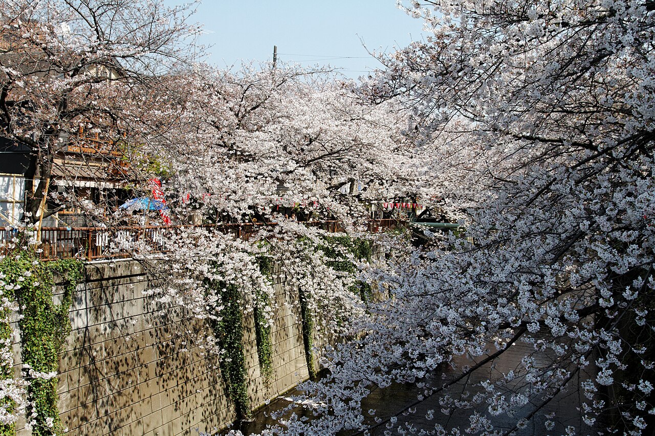 春の目黒川と満開の桜