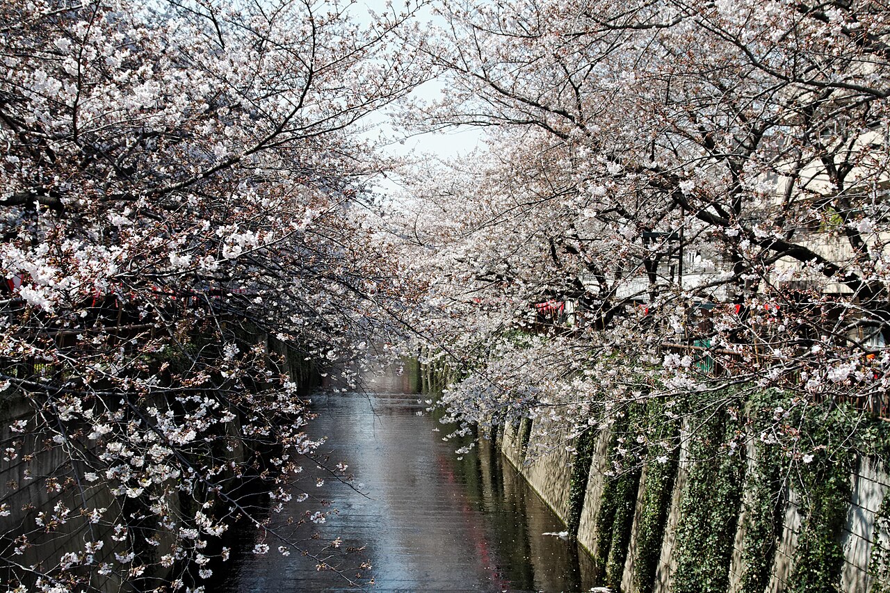 橋の上から見た目黒川上流側の桜